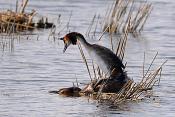 fuut (Podiceps cristatus) 3-2016 6991